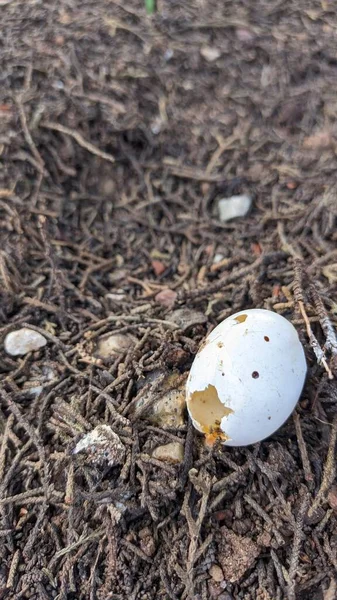 一个小破碎的鸡蛋从树上掉了下来 它的内部被人吃掉了 高质量的照片 — 图库照片