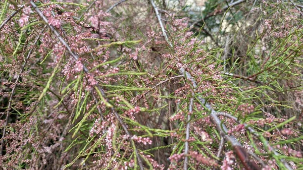 Tamarix begins to bloom in spring in Lisbon. High quality photo