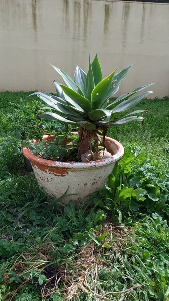 Planta Agave Crece Una Maceta Arcilla Gran Césped Verde Bajo — Foto de Stock