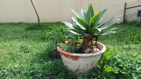 Растение Агавы Растет Горшке Глины Большом Зеленом Газоне Солнцем Высокое — стоковое фото