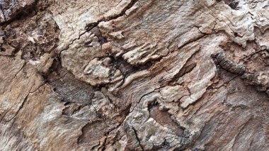 Parkta yetişen kuru ve çürümüş bir ağacın dokusu. Yüksek kalite fotoğraf