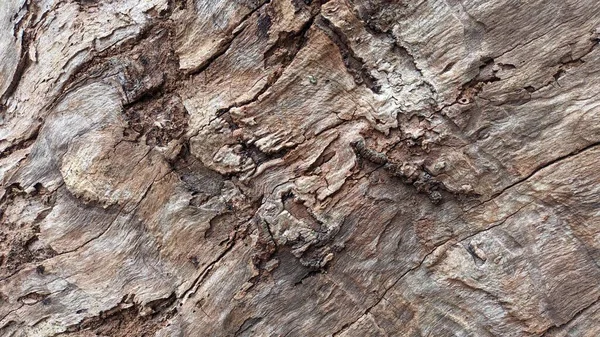 Parkta Yetişen Kuru Çürümüş Bir Ağacın Dokusu Yüksek Kalite Fotoğraf — Stok fotoğraf