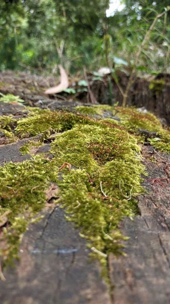 Moss Cresce Toco Velho Derrubado Árvore Foto Alta Qualidade — Fotografia de Stock