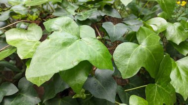 Ivy Hedge, yeşil sarmaşık yaprakları, yeşil duvar. Yüksek kalite fotoğraf