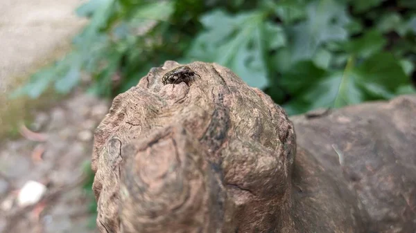 Ein Kleiner Schwarzer Käfer Steht Auf Holz Eine Krumme Baumwurzel — Stockfoto