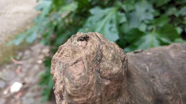 딱정벌레가 있는데 나무뿌리는 꼬불꼬불 나무이다 고품질 — 스톡 사진