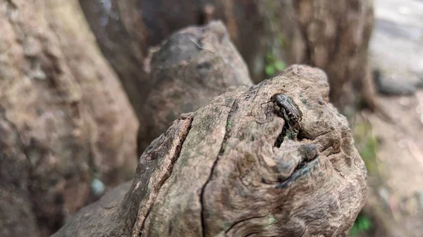 Küçük Siyah Bir Böcek Tahta Üzerinde Duruyor Eğri Bir Ağaç — Stok fotoğraf