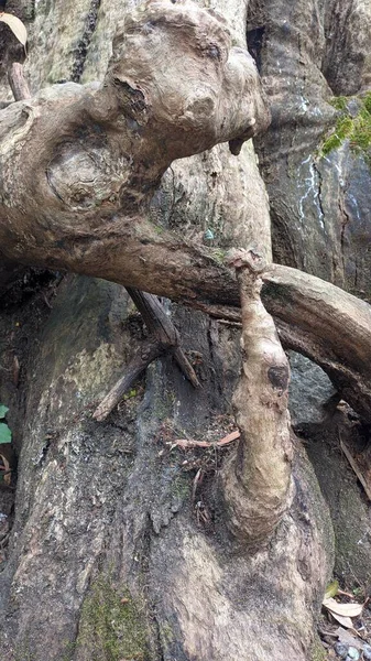 Madeira Torta Raízes Árvores Tortas Raízes Velhas Foto Alta Qualidade — Fotografia de Stock