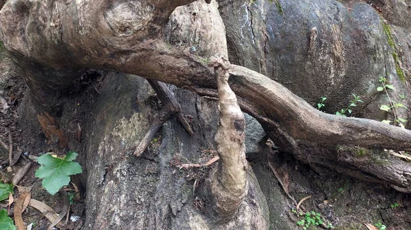 曲がった木 曲がった木の根 古い根 高品質の写真 — ストック写真
