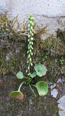 Umbilicus rupestris Lisbons Sintra 'da taş bir çitte yetişiyor. Yüksek kalite fotoğraf