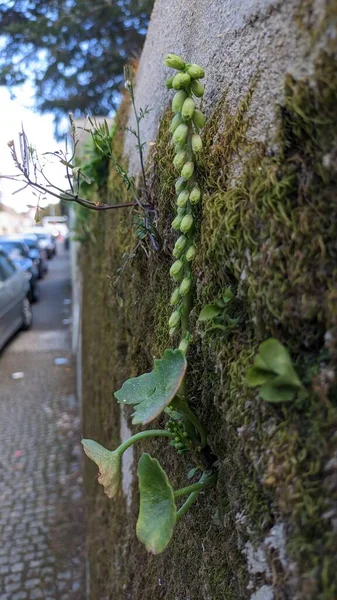 Umbilicus Rupestris Crece Una Valla Piedra Lisbons Sintra Foto Alta —  Fotos de Stock