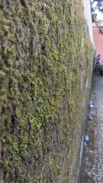 Uma Cerca Longa Feita Pedra Que Coberta Com Musgo Verde — Fotografia de Stock