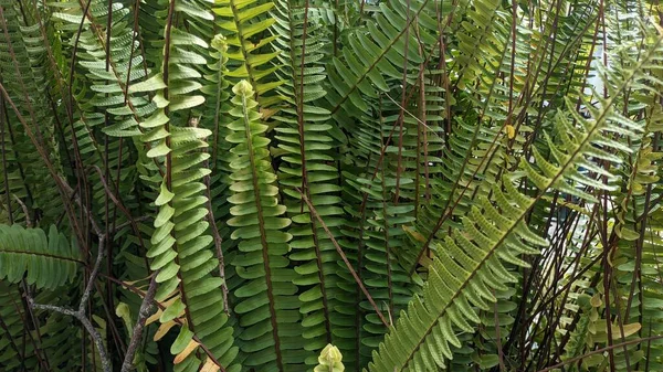 長い緑色のシダの葉は 植物の上部 緑豊かな葉 緑のシダの壁に成長します 高品質の写真 — ストック写真