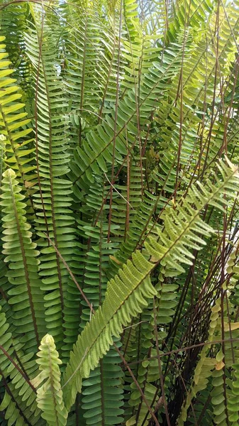 長い緑色のシダの葉は 植物の上部 緑豊かな葉 緑のシダの壁に成長します 高品質の写真 — ストック写真