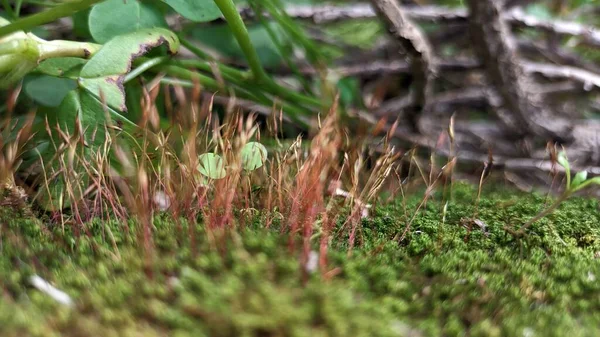 Verde Muschio Soffice Cresce Nella Foresta Sullo Sfondo Ramoscelli Asciutti — Foto Stock