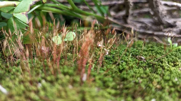緑のふわふわの苔は 日光ビデオで落下した乾いた小枝の背景を背景に森の中で成長します — ストック写真