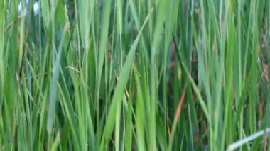 Yazın rüzgarda dalgalanan uzun yeşil çimenler, gün batımında yandan çekilen görüntüler yaz aylarında hafif bir rüzgardan hareket eden yeşil bir çim duvarı.