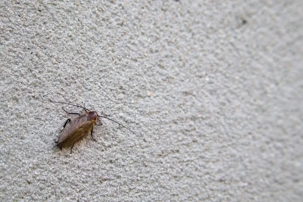 長いひげを生やした灰色のスタッコの壁にはゴキブリと呼ばれる非常に小さな昆虫が立っており 晴れた日を見上げます — ストック写真