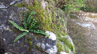 Kostenets cinsinin kendine has bir koku türüyle uzun ömürlü eğreltiotu kıllı Asplenium, Portekiz 'in Sintra bölgesinin Lizbon bölgesinde, dağlık bir bölgede, kayaların üzerinde yetişen küçük bir bitki türü.