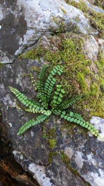 Kostenets cinsinin kendine has bir koku türüyle uzun ömürlü eğreltiotu kıllı Asplenium, Portekiz 'in Sintra bölgesinin Lizbon bölgesinde, dağlık bir bölgede, kayaların üzerinde yetişen küçük bir bitki türü.