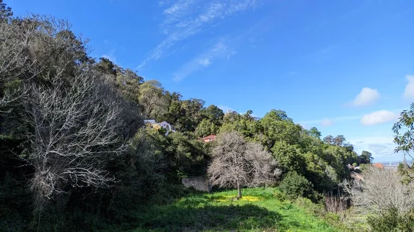 Hornatý Terén Západního Portugalska Blízkosti Města Sintra Svah Zarostlý Stromy — Stock fotografie