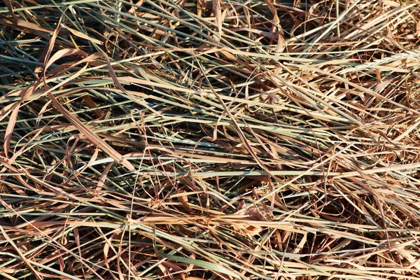 用粗壮的枝干修剪高草 堆放在地上 堆积如山的老草 用枝干将该地区的高草清除干净 — 图库照片