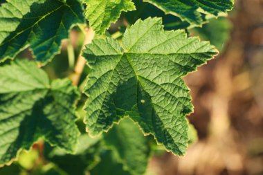 Genç yeşil frenk üzümü, günbatımında güneşli havada, yaz mevsiminde, sebze bahçesinde yetişen organik tarım permakülünde yapraklanır.