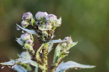 Yazın genç bir bitkinin yaprak bitleri adı verilen pek çok küçük siyah böcek vardır. Meyve suyunu içerler ve onunla beslenirler. Bu çiçeğin en hassas yeri onlarla kaplıdır.