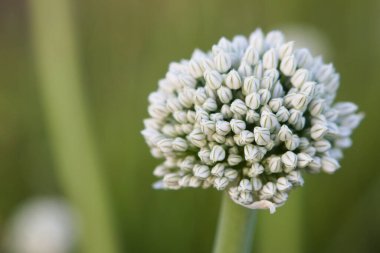 Yazın başında, büyük beyaz bir soğan çiçeği başı çiçek açmaya başlar ve soğan tohumuna dönüşür. Çok bulanık bir arka planı olan yeşil bir bahçenin önünde Macro fotoğrafı.