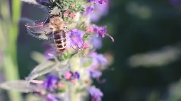 一只蜜蜂坐在田野里的一朵蓝色的花朵上 从花朵中提取花粉 然后飞走 在阳光灿烂的一天 一只蜜蜂在阳光灿烂的一天 在五彩斑斓的田野里奔跑 — 图库视频影像