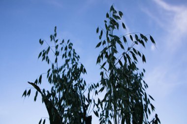 Tohumlarla dolu yeşil bir arpa kulağı, sapın tepesinde, mavi gökyüzüne karşı, sadece bir siluet görülebilir, uzun, yemyeşil, çekirdekli ve bitkinin tepesinde arpa tohumları olan.
