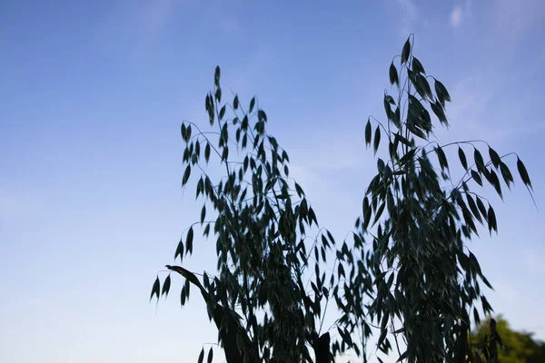 Zelené Ucho Ječmene Semeny Stínu Vrcholu Stonku Proti Modré Obloze — Stock fotografie