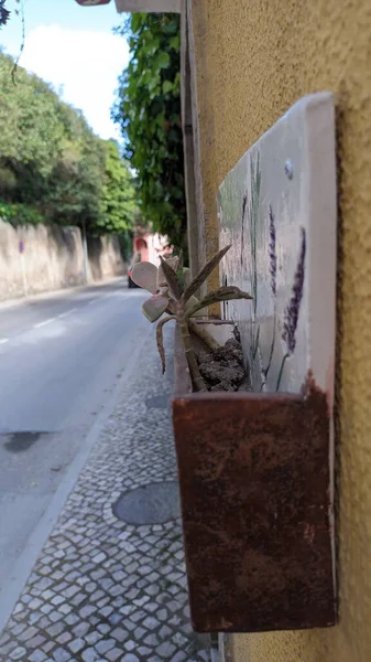 ポルトガルのシントラにあるアパートの壁には 小さな緑の植物の鍋が捉えられていました小さな開花植物は 家の壁に取り付けられた小さな観賞用の鍋に成長します — ストック写真