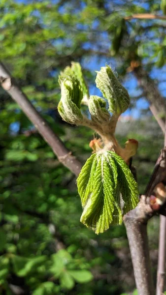 on a sunny day in spring, new leaves appear on tree branches In spring, in the park in Sintra, buds bloom on trees with leaves on the branches, young leaves of light green color