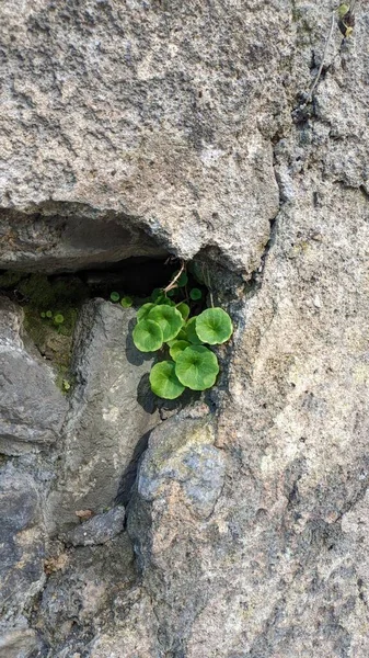 Wiosną Sintra Dzielnicy Lizbony Małe Zielone Rośliny Zaczynają Rosnąć Kamiennych — Zdjęcie stockowe