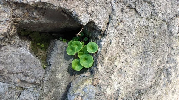 Tavasszal Sintrában Lisszabonban Kis Zöld Növények Kezdenek Növekedni Kőfalakon Repedezett Stock Kép