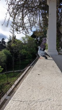 Güneşli bir ilkbaharda, iki güzel güvercin gün batımında yan yana durur. İki güvercin beyaz beton bir korkulukta ve çiçeklerin ve sarmaşıkların büyüdüğü kemerin yanında durur.