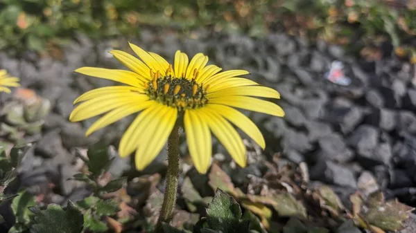 一朵黄色的花 在深色花粉的中间 也叫非洲蒲公英 — 图库照片