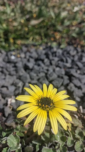 Żółty Kwiat Środku Ciemnego Koloru Pyłku Jest Również Nazywany Afrykańskim — Zdjęcie stockowe