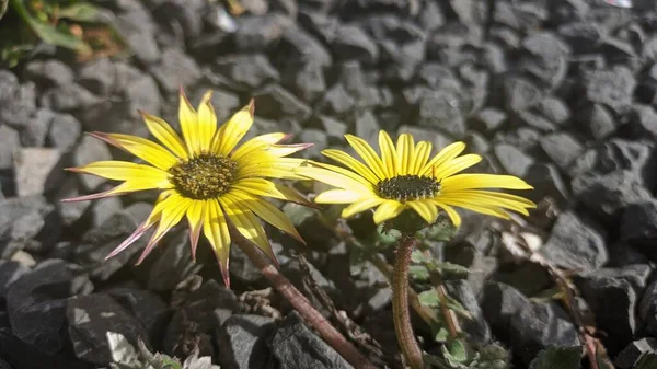 Egy Sárga Virág Közepén Egy Sötét Pollen Szín Nevezik Afrikai — Stock Fotó