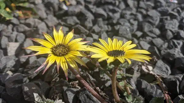 Gul Blomma Mitten Mörk Pollenfärg Det Kallas Också Afrikansk Adandelion — Stockfoto