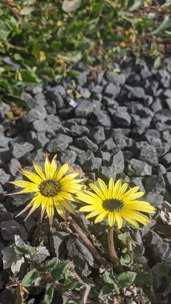 Ένα Κίτρινο Λουλούδι Στη Μέση Ενός Σκούρου Χρώματος Γύρη Ονομάζεται — Φωτογραφία Αρχείου
