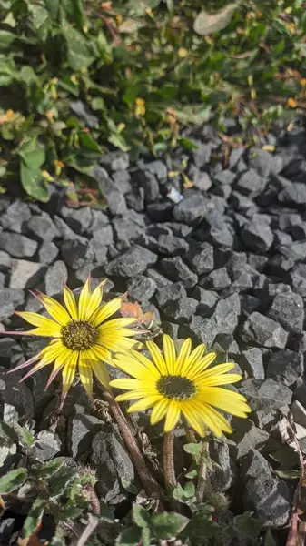 一朵黄色的花 在深色花粉的中间 也叫非洲蒲公英 — 图库照片