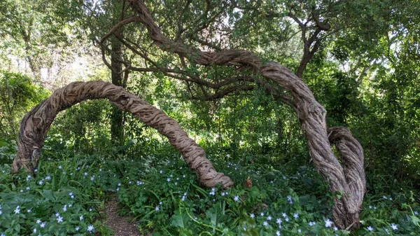 Uzun Ağaçların Arasında Garip Uzun Olmayan Bir Ağaç Büyür Bükülmüş — Stok fotoğraf