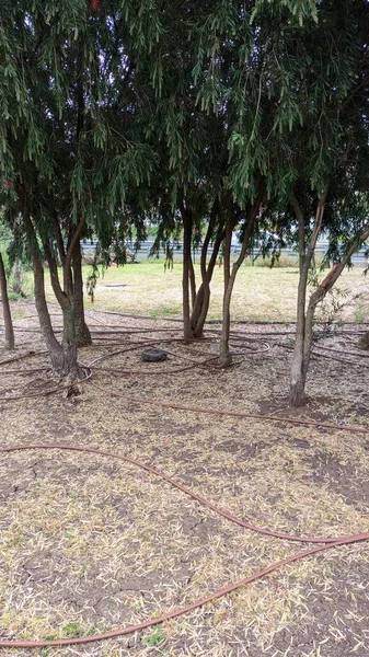 在幼树树干之间的地面上 安装了用滴灌系统供水的管子 — 图库照片