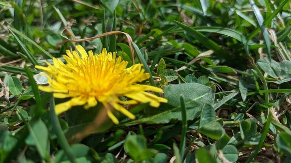 Csak Egy Gyönyörű Sárga Virág Virágzott Azon Területen Ahol Fűnyíró — Stock Fotó