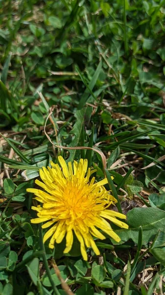 Beautiful Yellow Flower Only One Bloomed Area Mowed Lawn Grass — Stock Photo, Image