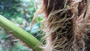 Büyük gür yapraklı, kıllı bir bitkinin makro görüntüsü.