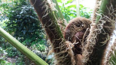 Büyük gür yapraklı, kıllı bir bitkinin makro görüntüsü.