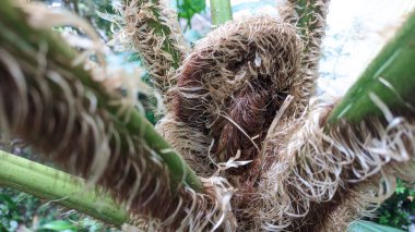 Büyük gür yapraklı, kıllı bir bitkinin makro görüntüsü.